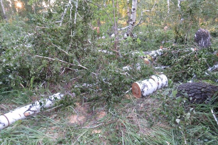 В Хабарском районе полицейские задержали подозреваемого в незаконной рубке лесных насаждений