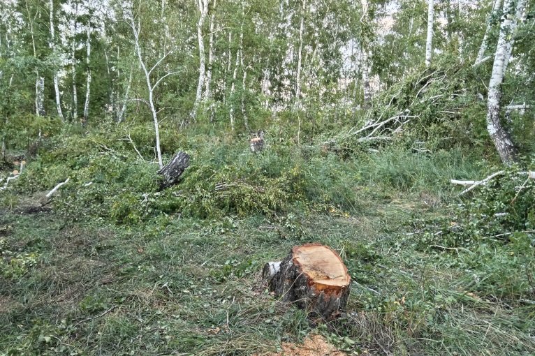 В Хабарском районе полицейские задержали подозреваемого в незаконной рубке лесных насаждений